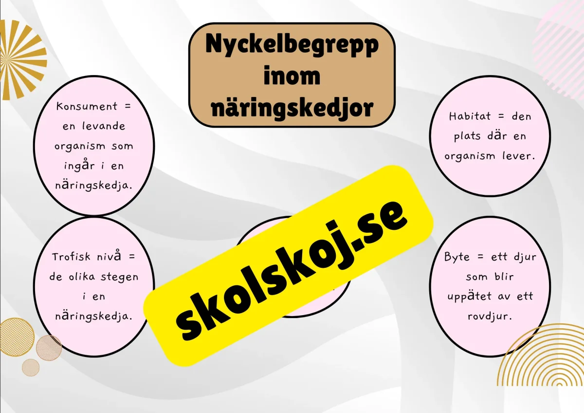 Näringskedjor - Ekosystem och livsmiljöer - Bild 7