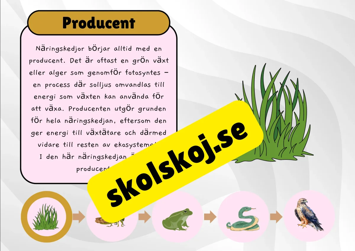 Näringskedjor - Ekosystem och livsmiljöer - Bild 8