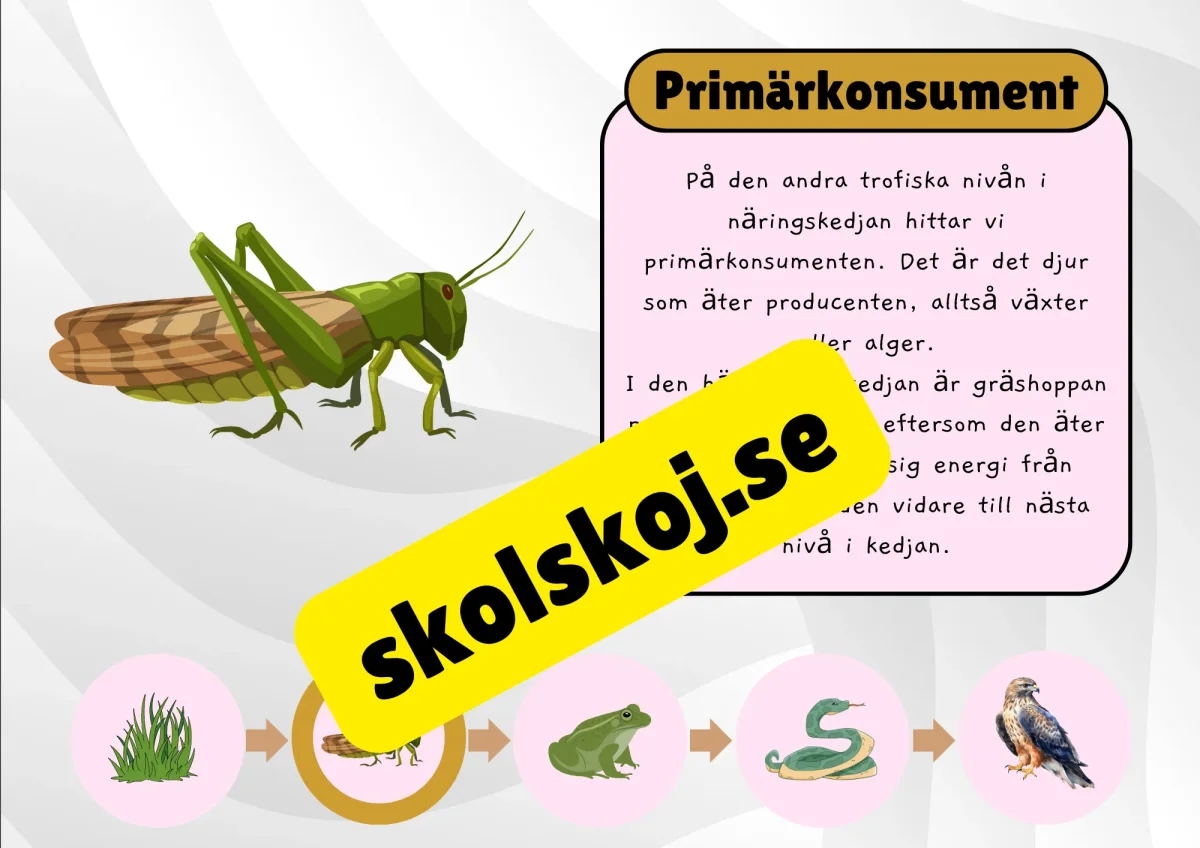Näringskedjor - Ekosystem och livsmiljöer - Bild 9