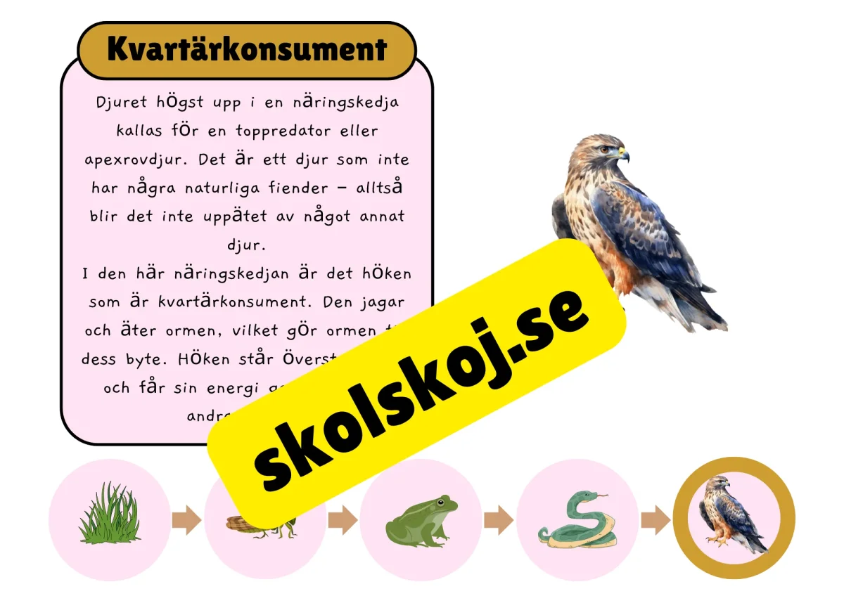Näringskedjor - Ekosystem och livsmiljöer - Bild 4